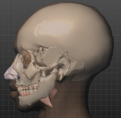 bodyparts3d skull.PNG